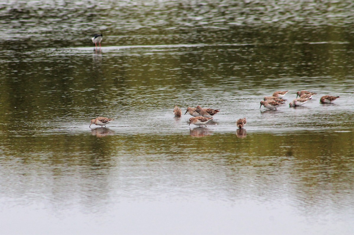 Sharp-tailed Sandpiper - ML219528491