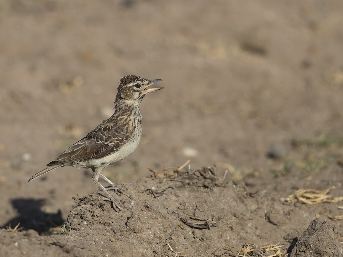 Large-billed Lark - Niall D Perrins