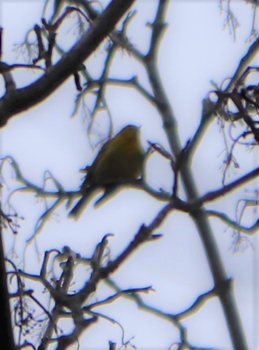 Pine Warbler - valerie heemstra