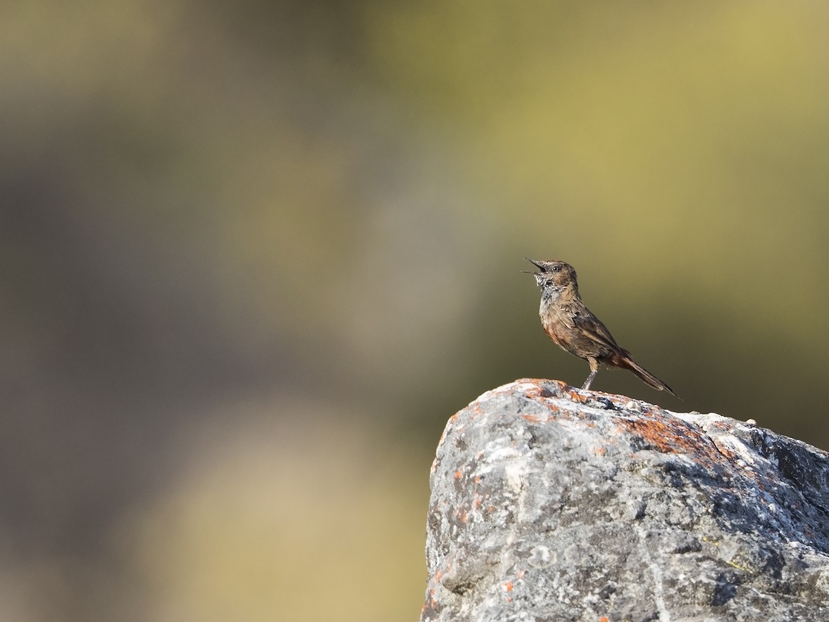 Kopje Warbler - Niall D Perrins