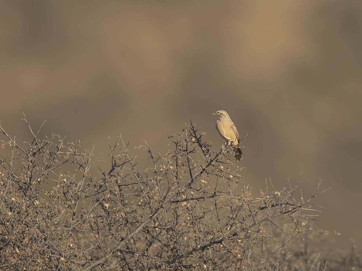 Lark-like Bunting - ML219529391