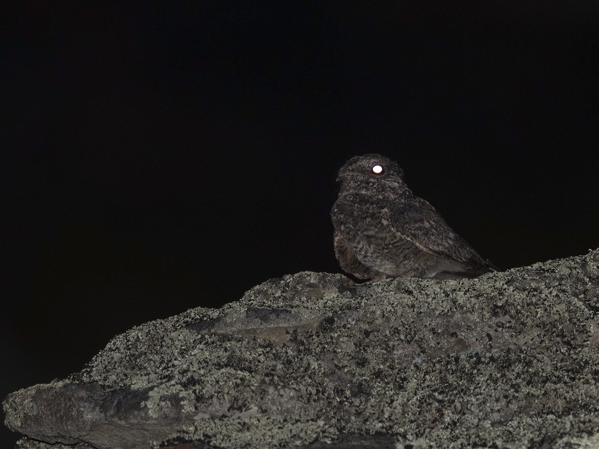 Freckled Nightjar - ML219529401