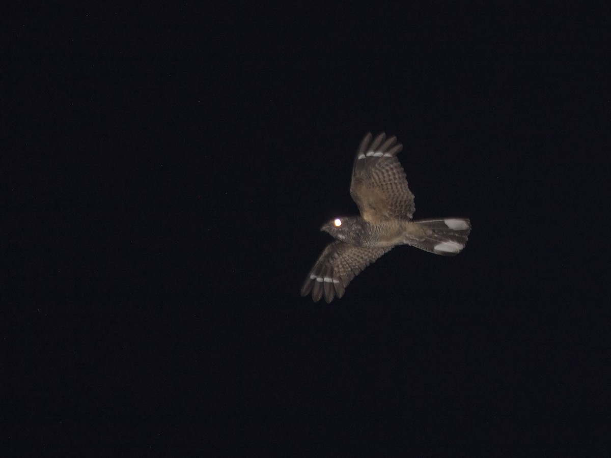 Freckled Nightjar - ML219529421