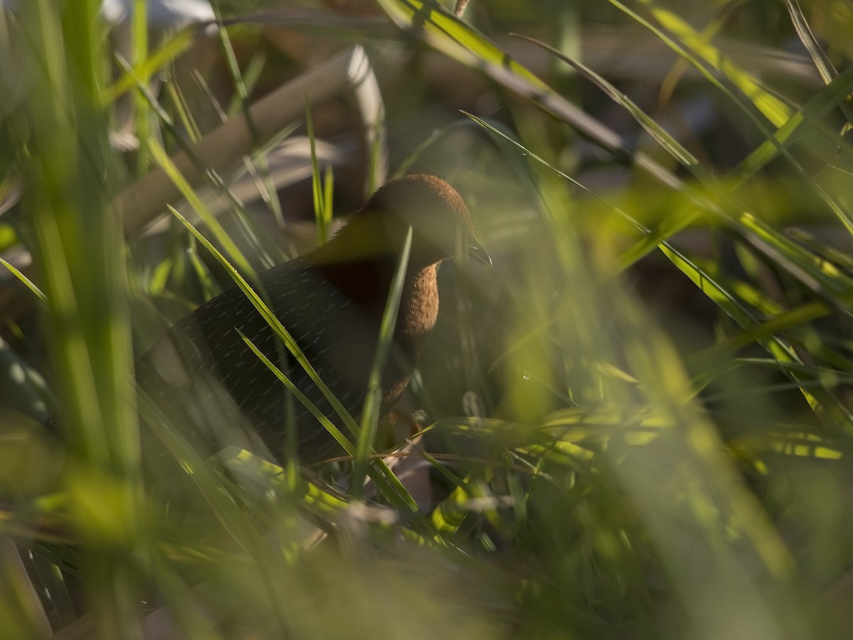 Red-chested Flufftail - ML219529531