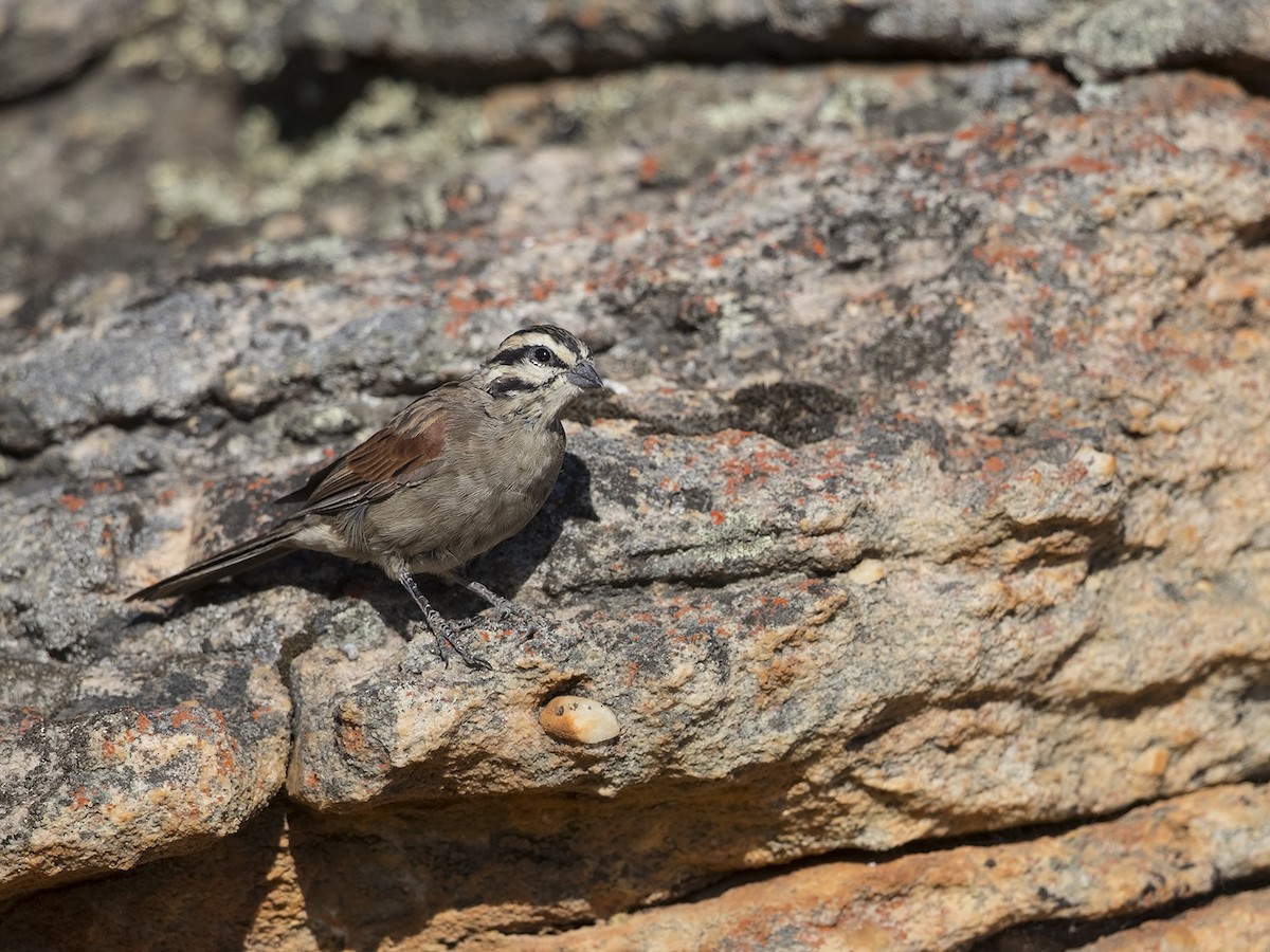 Cape Bunting - ML219529561