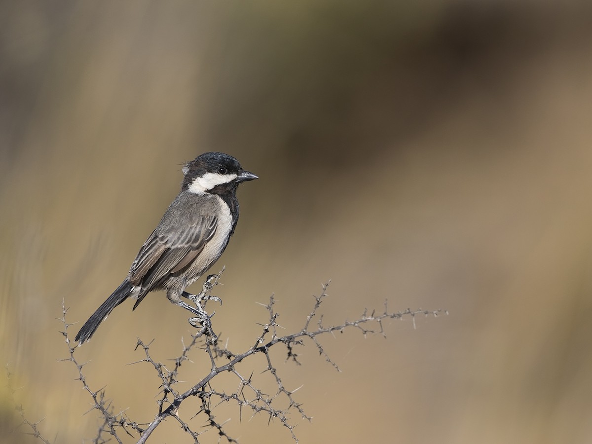 Gray Tit - ML219529601