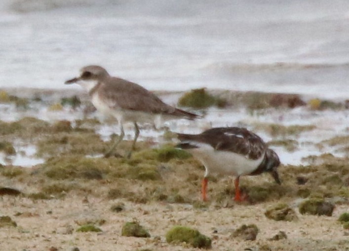 Greater Sand-Plover - ML219529751