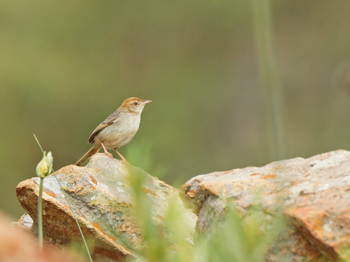 Wailing Cisticola (Wailing) - Niall D Perrins