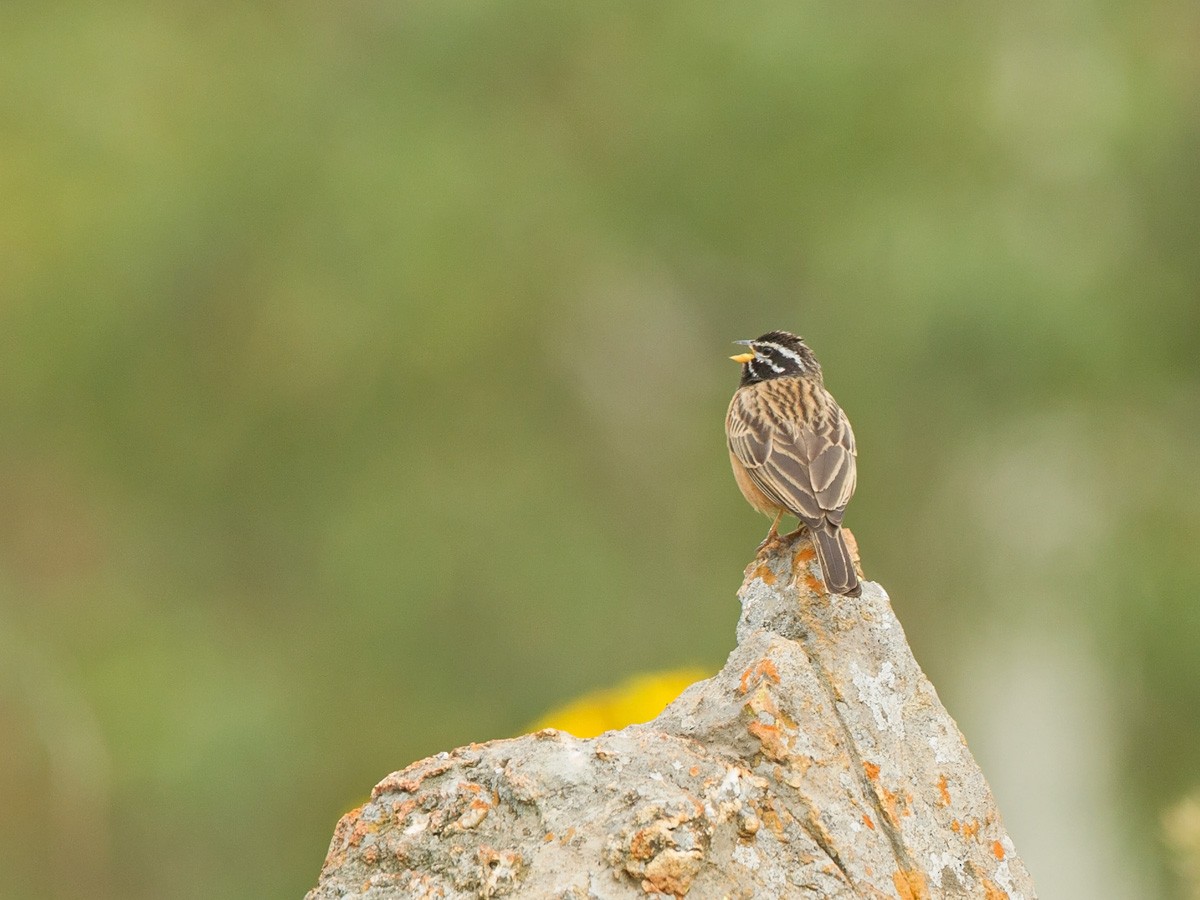 Cinnamon-breasted Bunting - Niall D Perrins