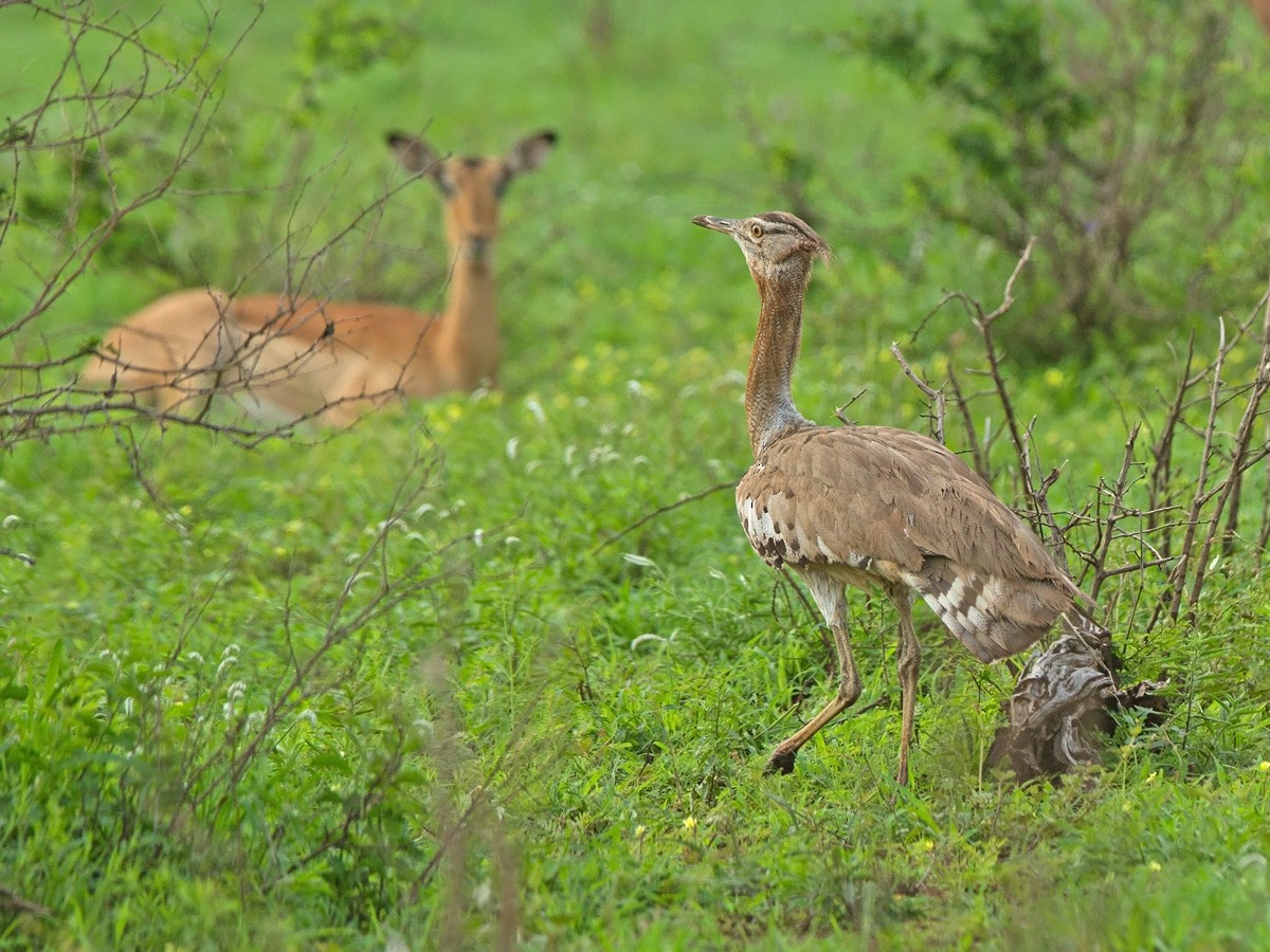 Kori Bustard - ML219530361