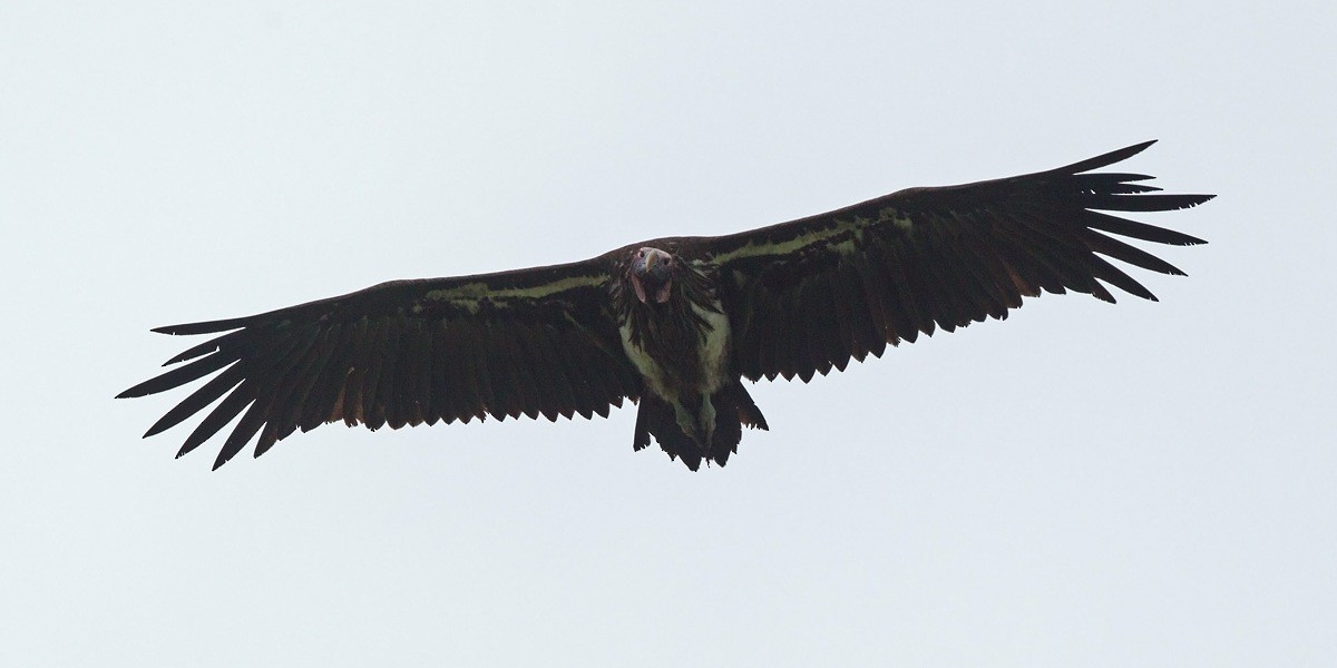 Lappet-faced Vulture - ML219530581