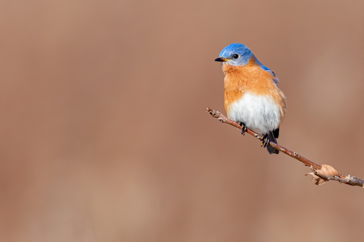 Eastern Bluebird - Brad Imhoff