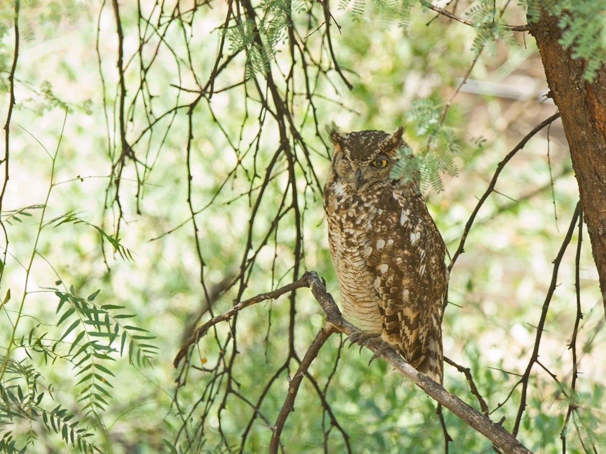 Spotted Eagle-Owl - ML219531391