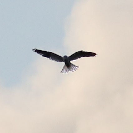 Black-shouldered Kite - Roger Giller
