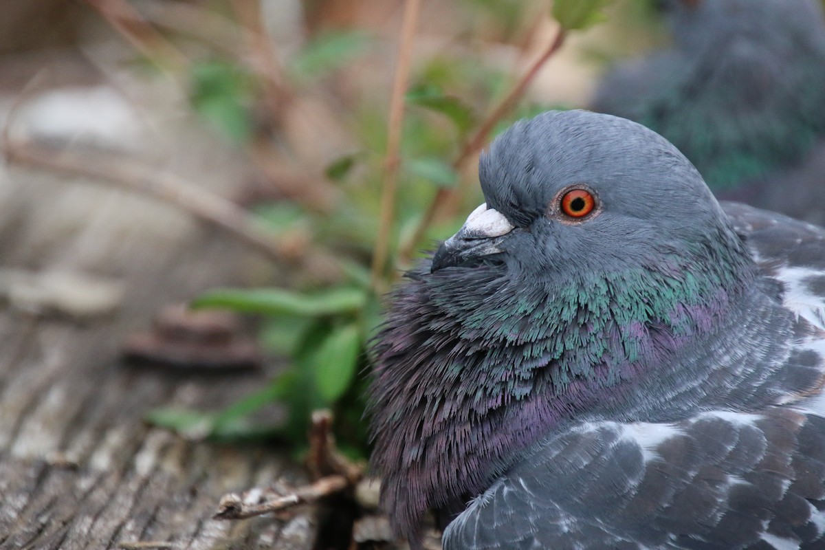 Rock Pigeon (Feral Pigeon) - ML219532041