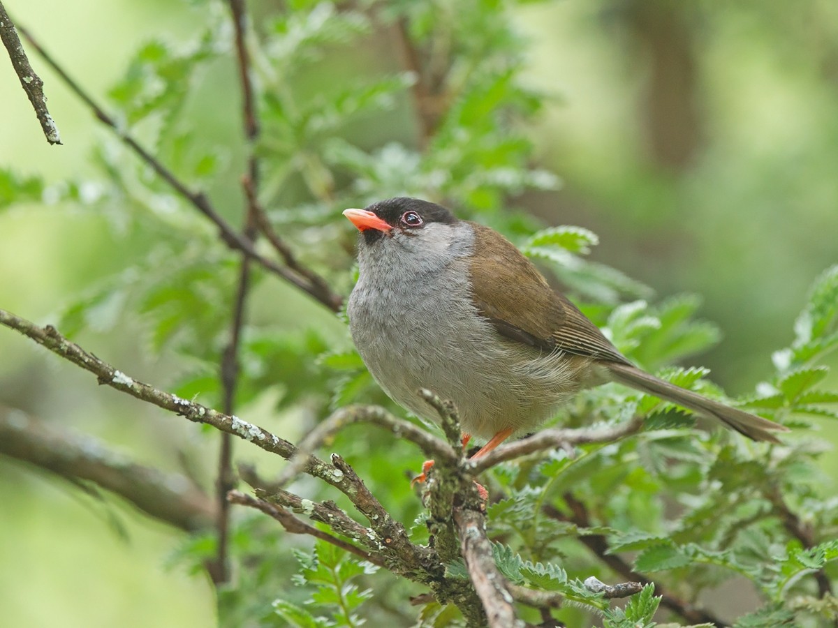 Bush Blackcap - ML219532871