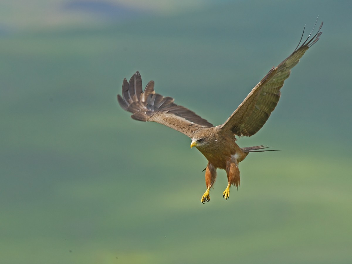 Black Kite (Yellow-billed) - ML219532961