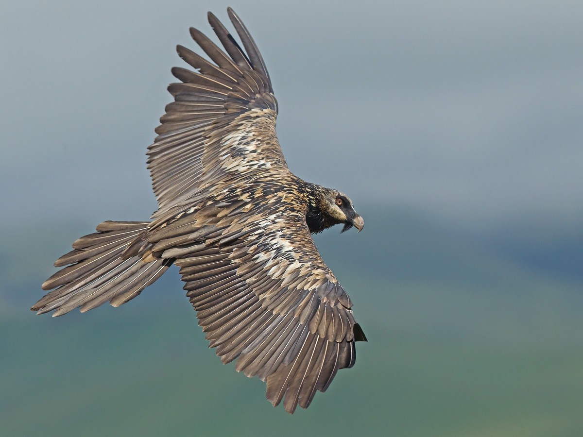 Bearded Vulture (African) - ML219532991