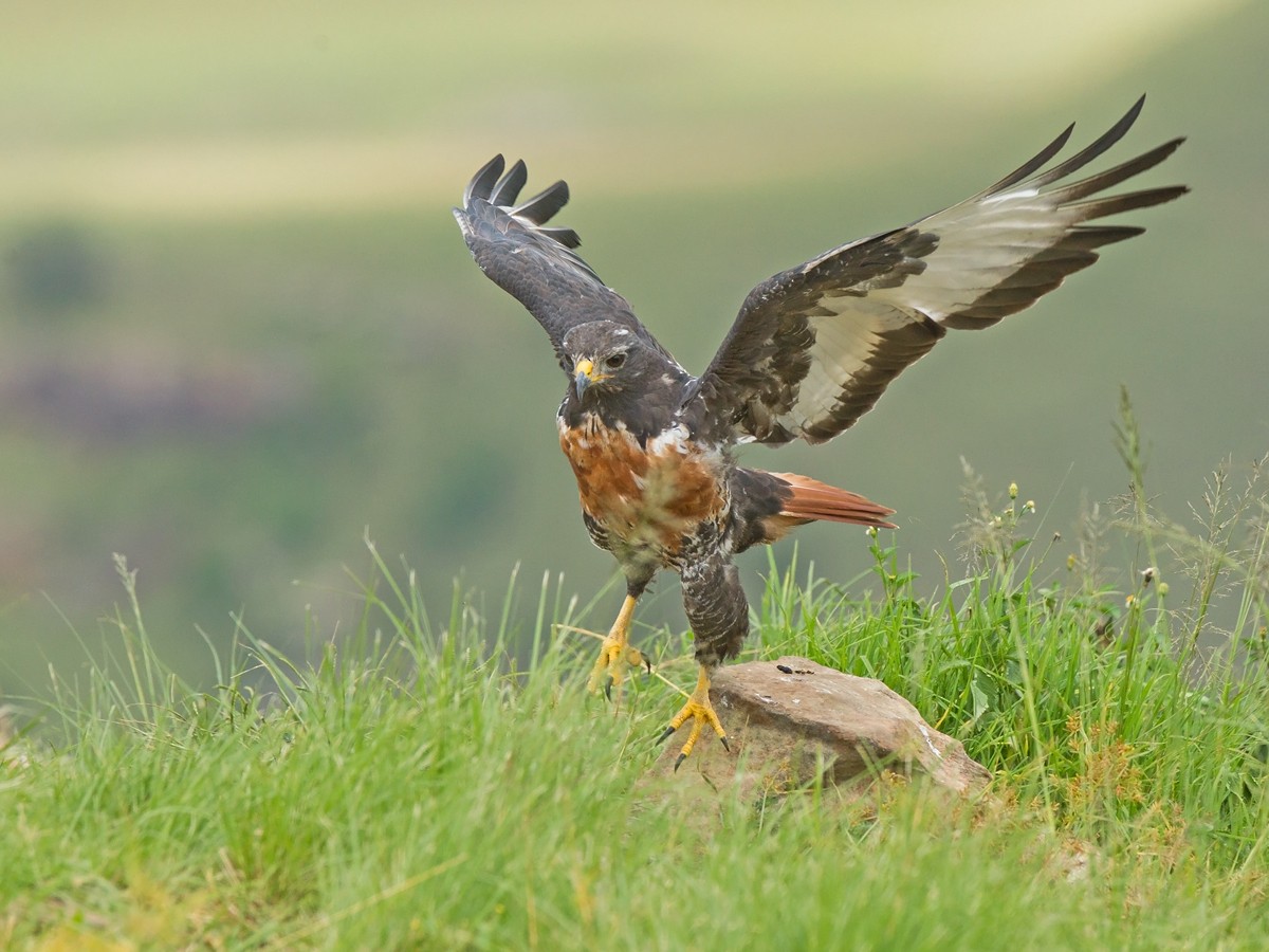 Jackal Buzzard - ML219533071