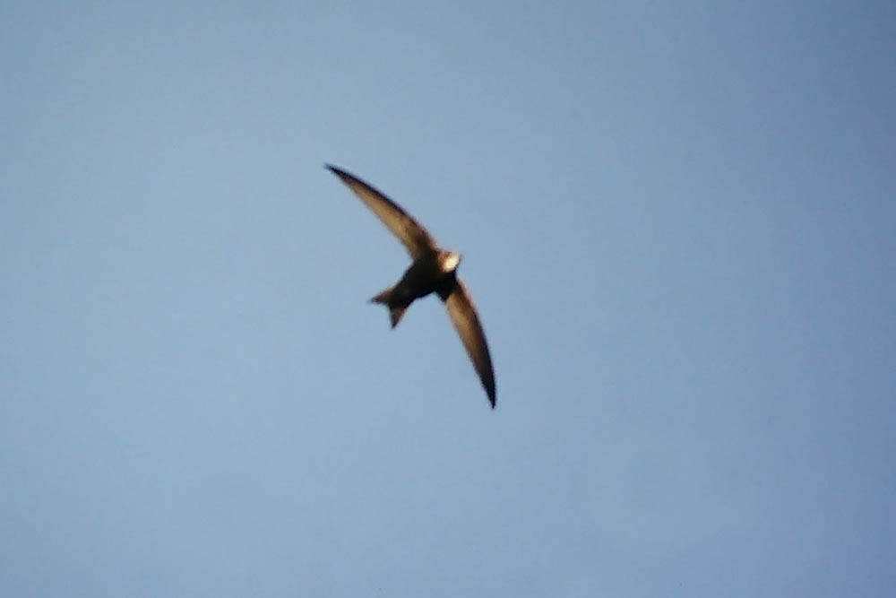 Pallid Swift - ML219533281