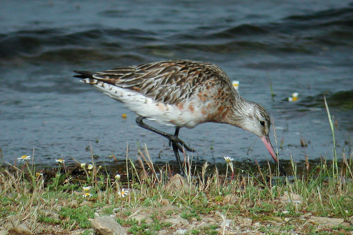 לימוזה חומת-בטן - ML219535021