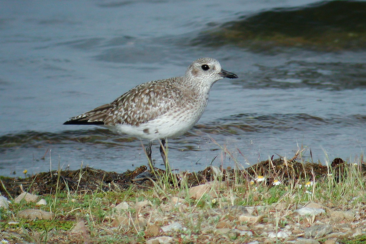 חופזי מנומר - ML219535071