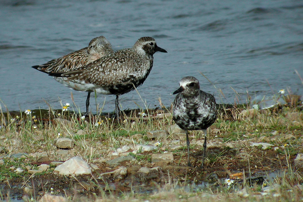 חופזי מנומר - ML219535081