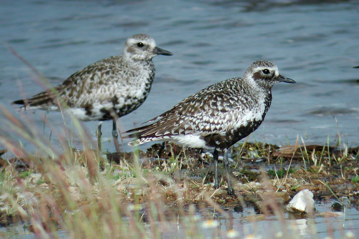 חופזי מנומר - ML219535091