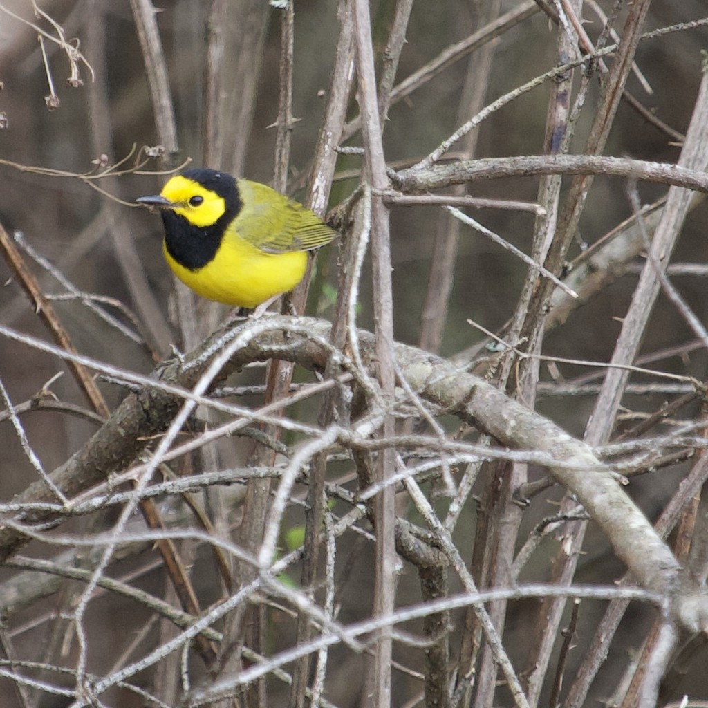 Hooded Warbler - ML219535101