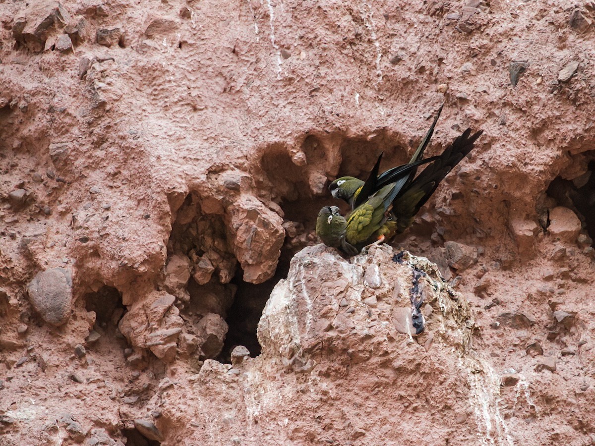 Burrowing Parakeet - ML219537661