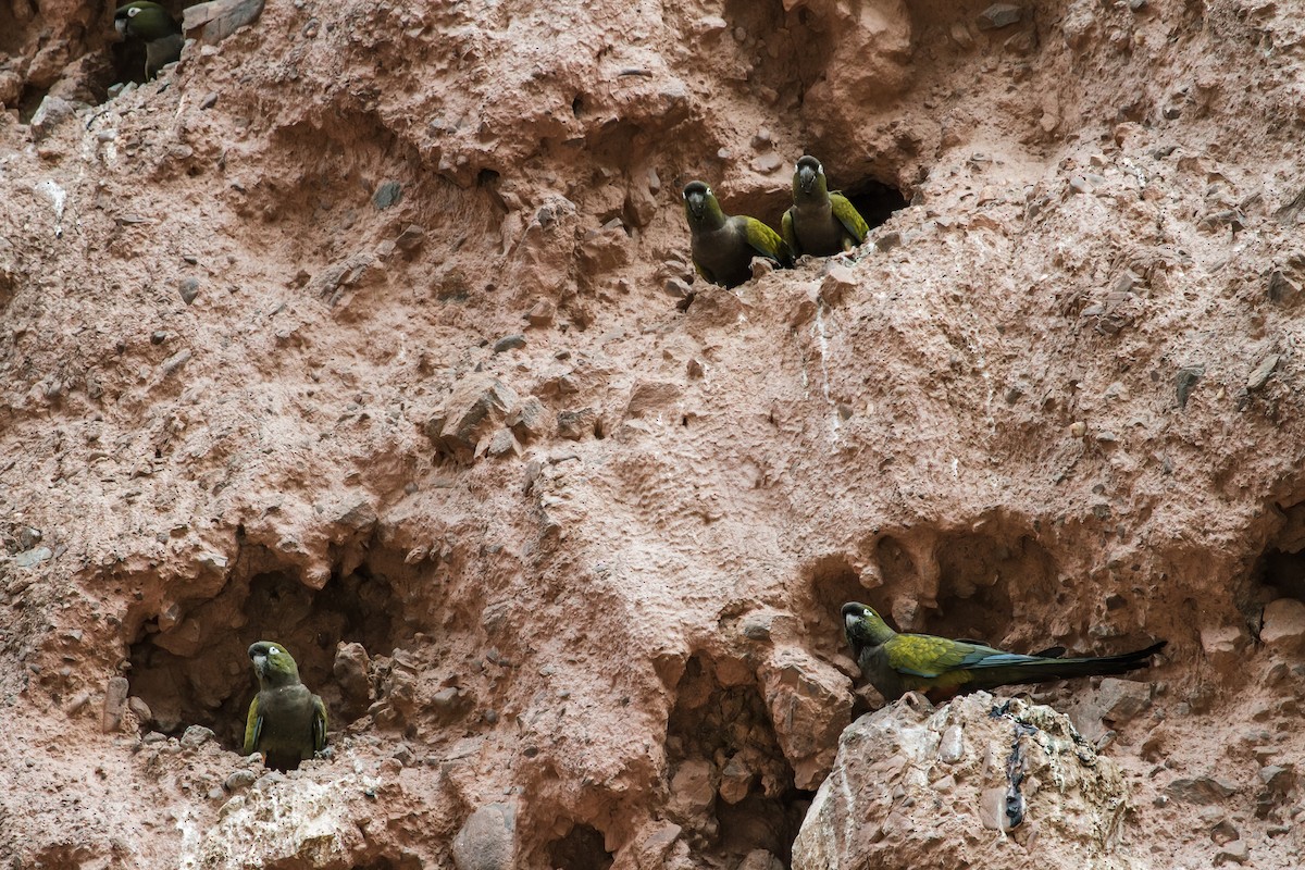 Burrowing Parakeet - ML219537711