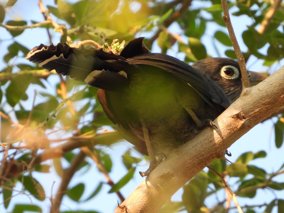 Blue-faced Malkoha - ML219537881