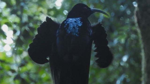 Black Sicklebill - ML219538231