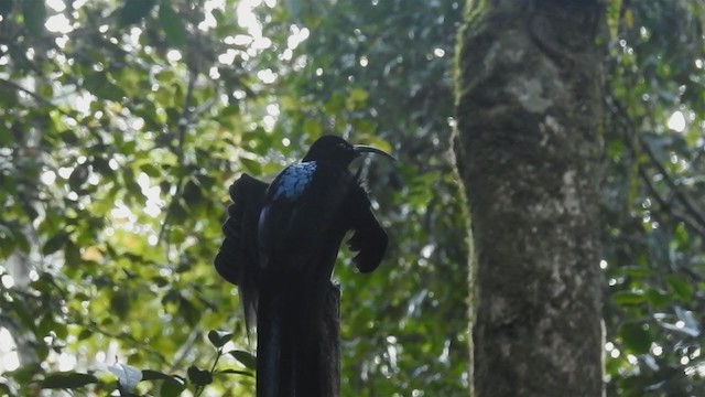 Black Sicklebill - ML219538241
