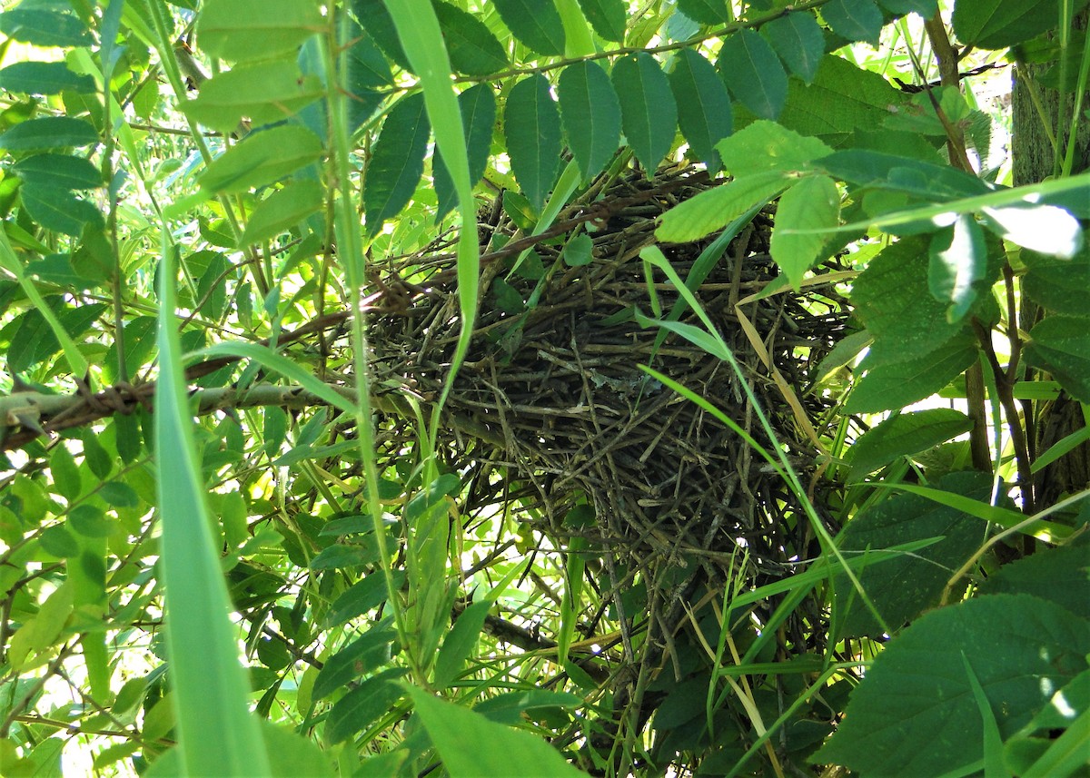 Pale-breasted Spinetail - Carlos Otávio Gussoni