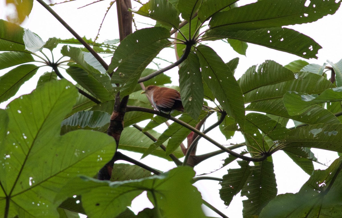 Squirrel Cuckoo - ML219540011