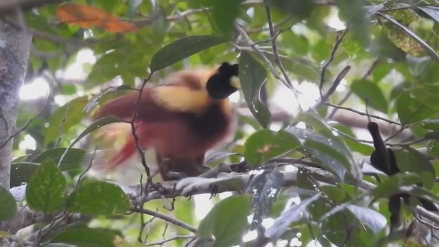 Red Bird-of-Paradise - ML219540671