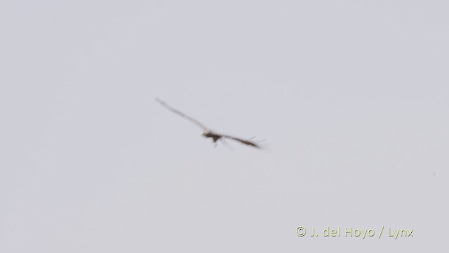 African Harrier-Hawk - ML219540821