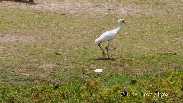 Espátula Africana - ML219540861