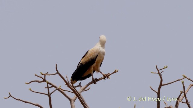 Palm-nut Vulture - ML219540881