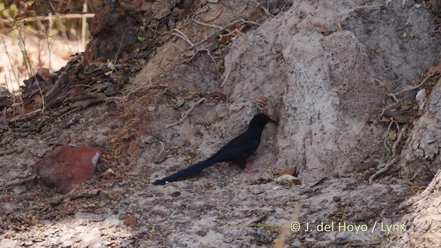 Green Woodhoopoe - ML219540891