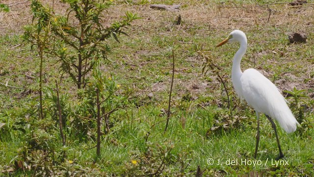 Yellow-billed Egret - ML219540941