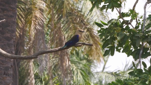 Blue-bellied Roller - ML219540971