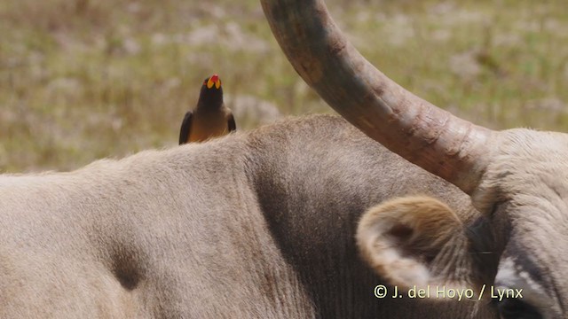 Piqueboeuf à bec jaune - ML219541001