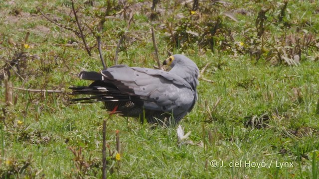 Aguilucho Caricalvo Común - ML219541021