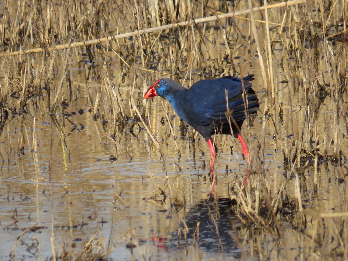 Western Swamphen - ML219541671