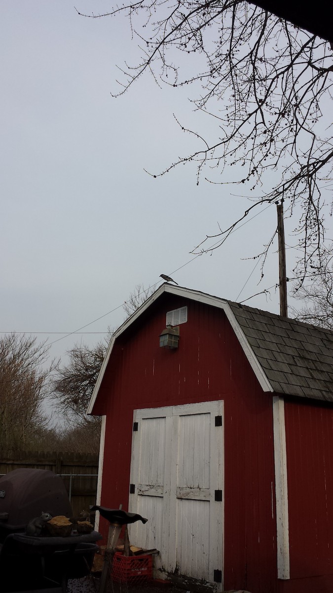 Blue Jay - ML219543011