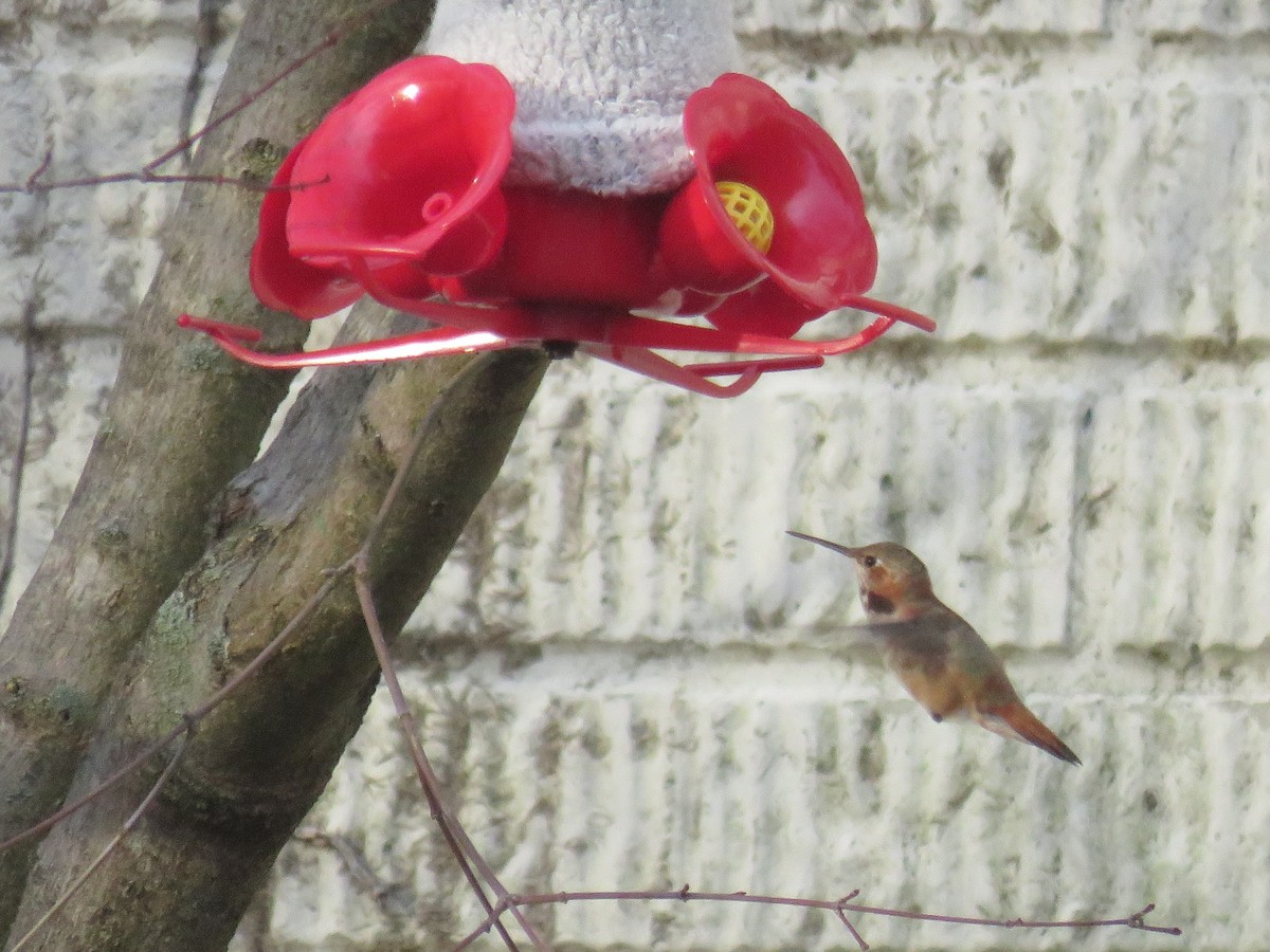 Rufous Hummingbird - Matt Rogosky