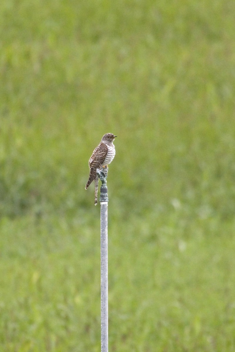 Common Cuckoo - ML219544561