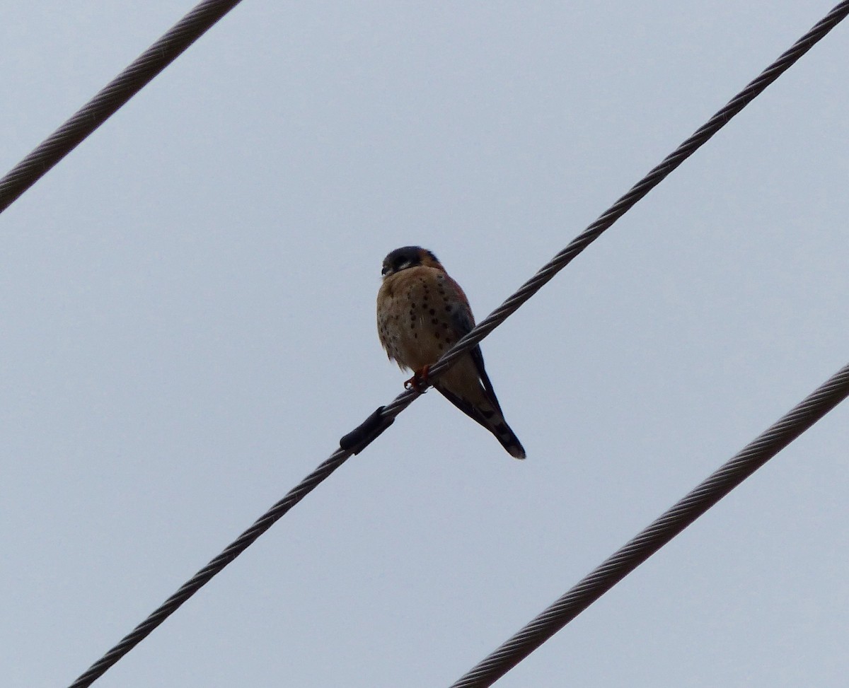 American Kestrel - ML21954491